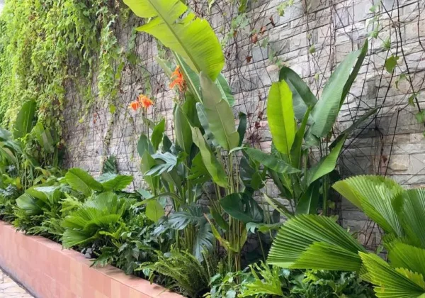 Cà phê sân vườn