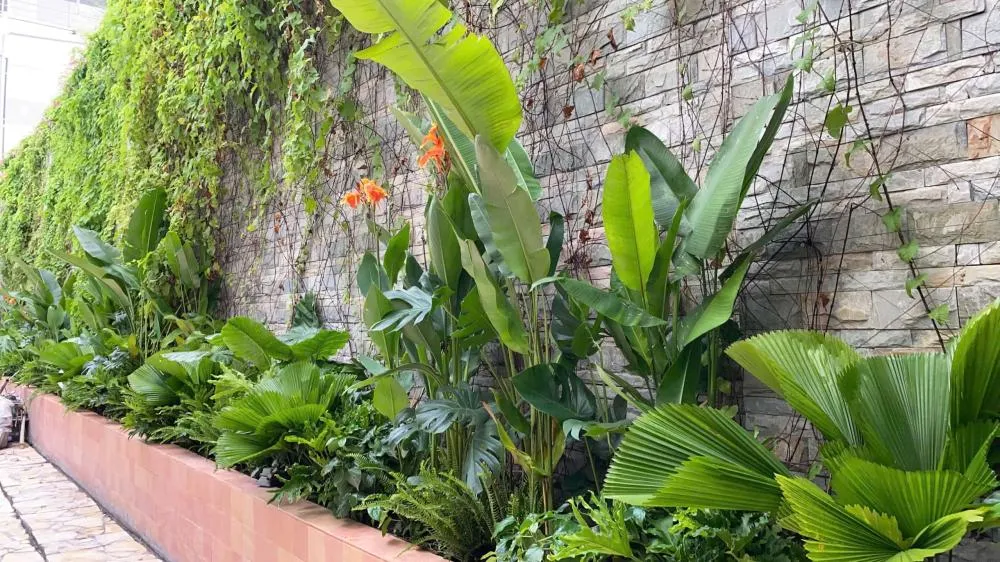 Cà phê sân vườn