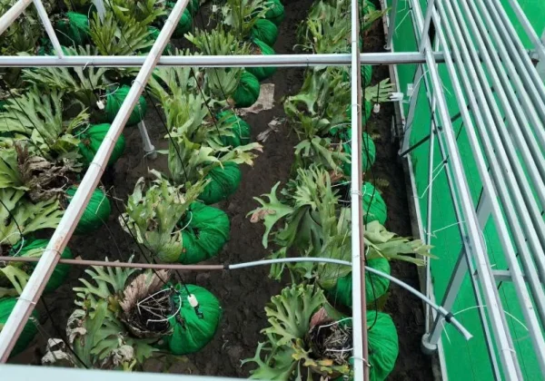 Nhà kính bến tre