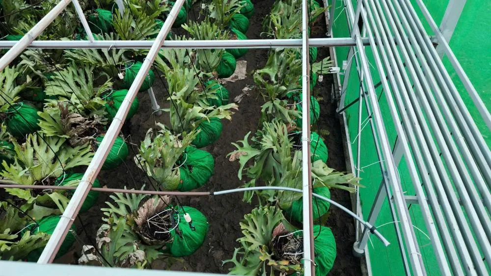 Nhà kính bến tre