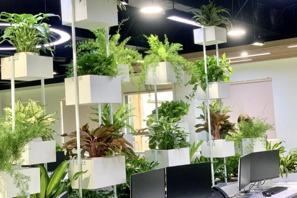 Cây xanh nội thất cho văn phòng
