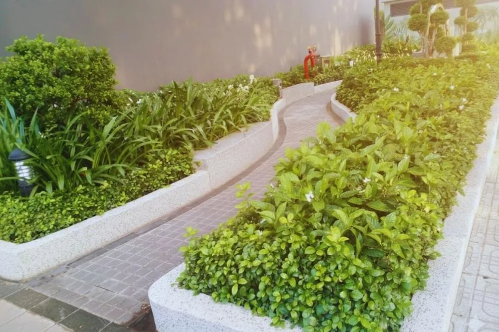 Dưỡng cây định kỳ