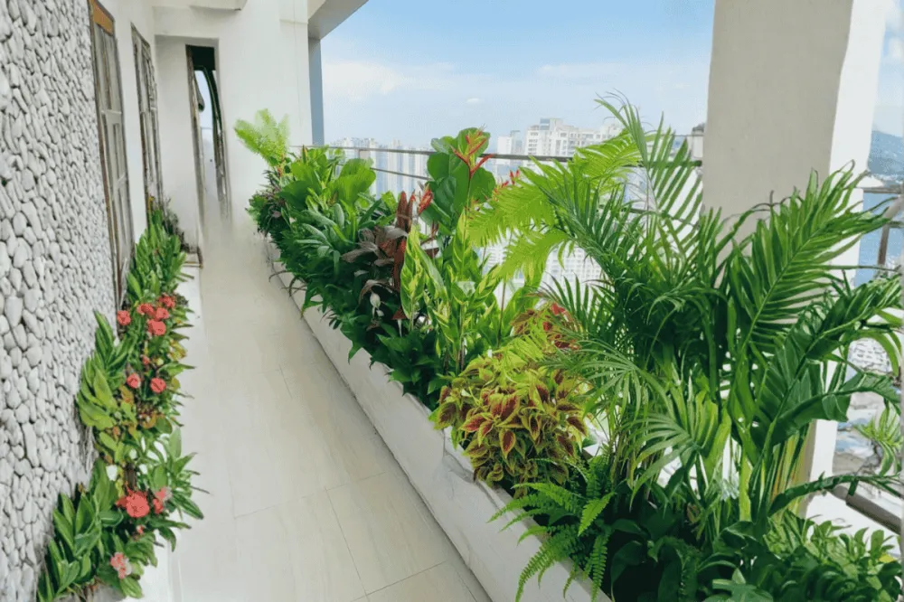 Cây xanh nội - ngoại thất