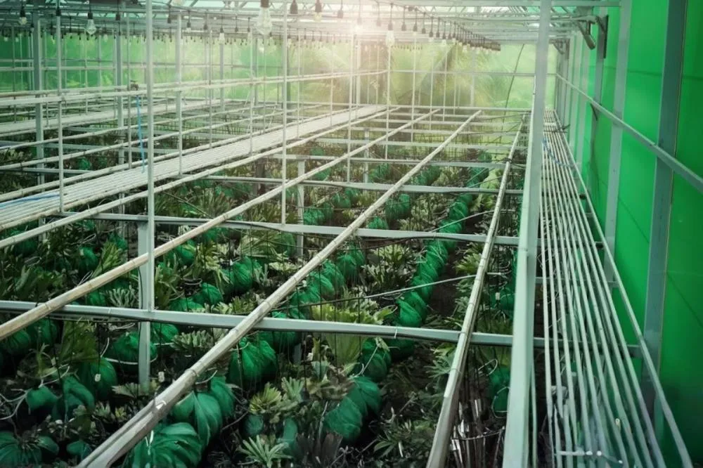 Hệ thống tưới tự động nhà kính