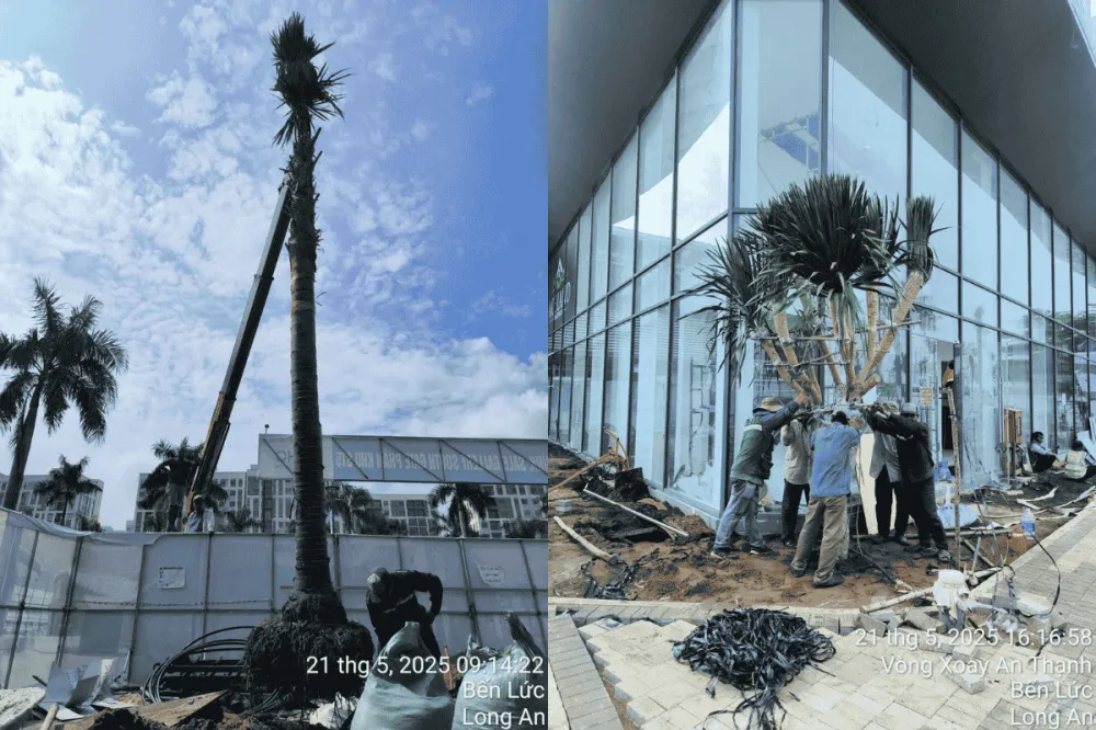 Cây xanh công trình khu dân cư