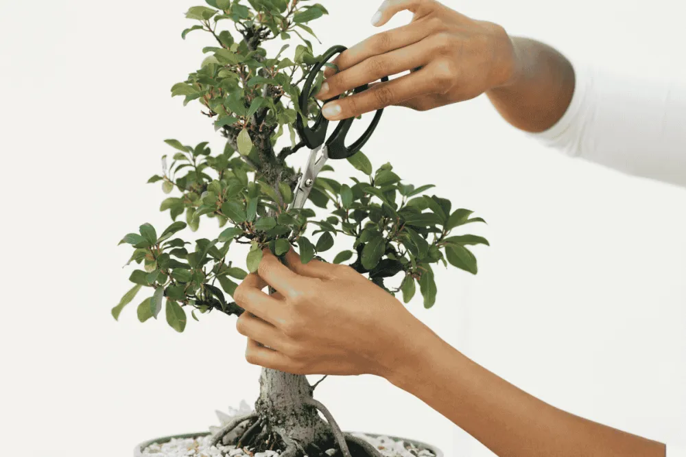 Kỹ thuật tỉa cây đúng cách