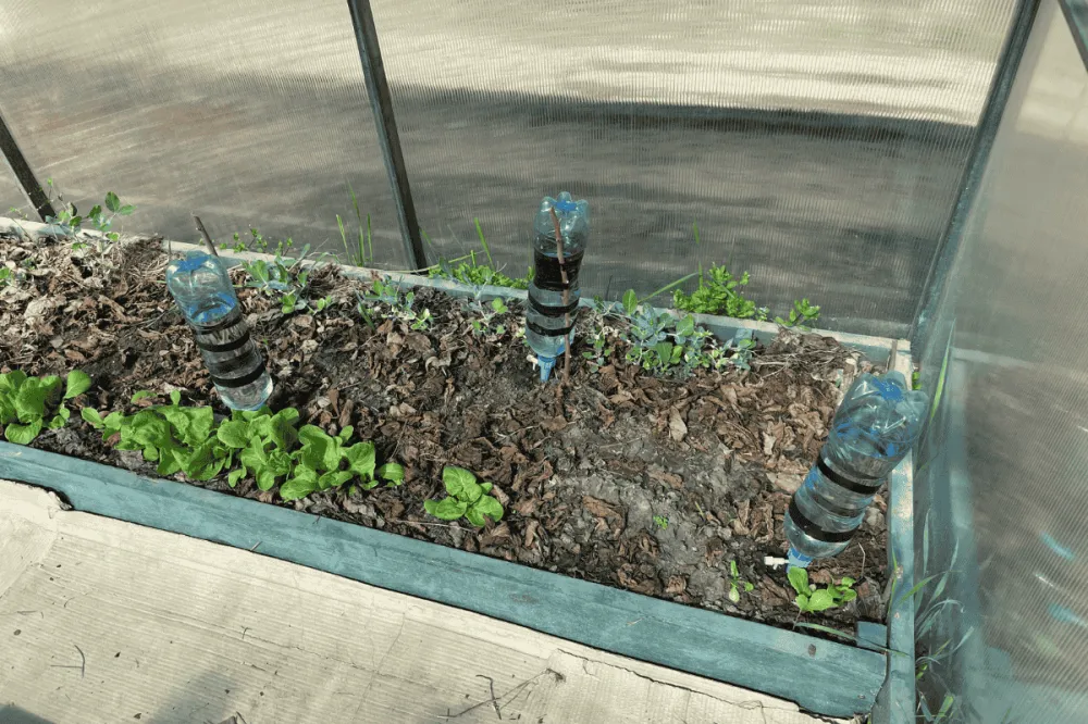 Lợi ích vượt trội của cách làm tưới nhỏ giọt bằng chai nhựa