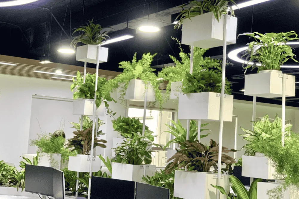 Nguyên tắc cắt tỉa cây cảnh đẹp