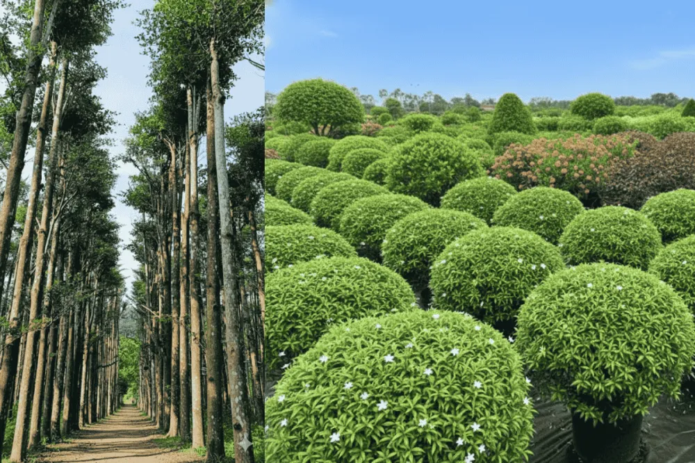 Phân loại các loại cây công trình phổ biến hiện nay