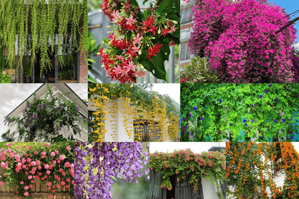 10 loại cây leo cho nhà hướng tây bền bỉ và chống nóng