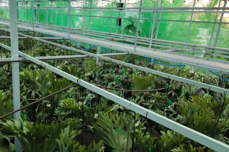 Nhà kính bến tre 1 Bản sao của z6177684644607_c3b0b23a7b99872533008e5afd4ebef2