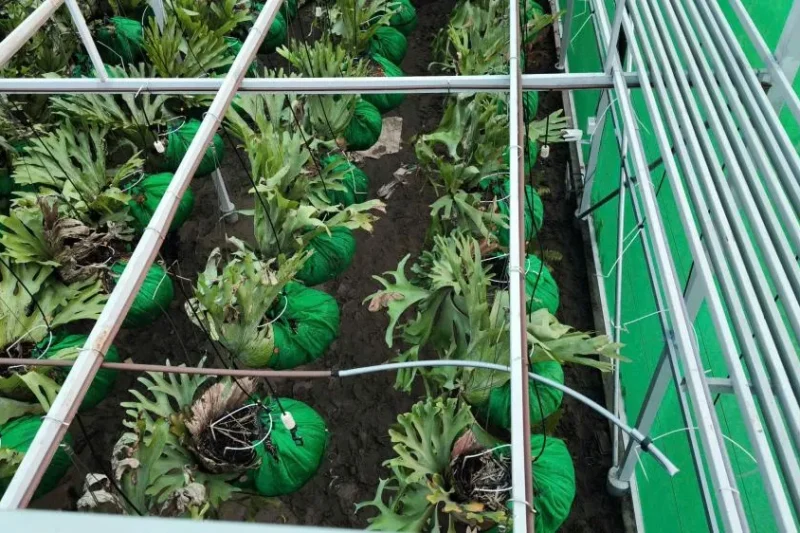 Nhà kính bến tre 3 Nhà kính bến tre