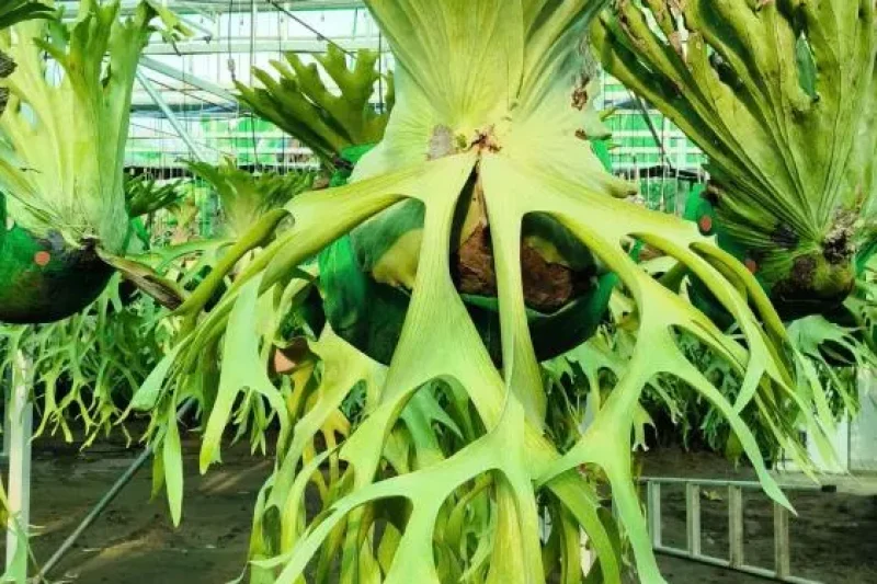 Nhà kính bến tre 4 Bản sao của z6177684665602_6b8d7670a70b5e46a8915e8ca983e32a